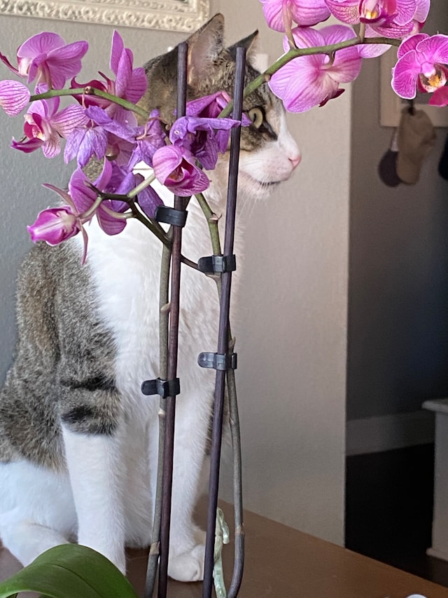 Orchids Are Not Poisonous to Cats or Dogs and perfect for indoor sensory garden for indoor cats