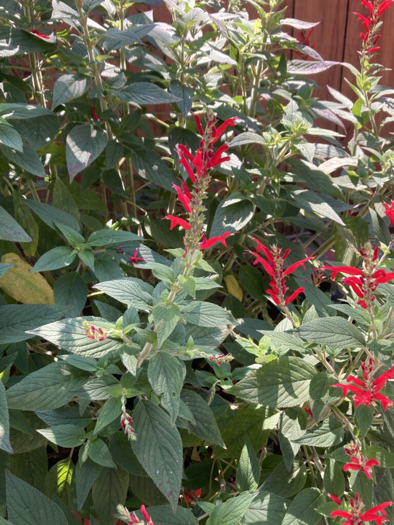 is salvia elegans safe for cats and dogs? Yes pineapple sage is safe for cats and dogs