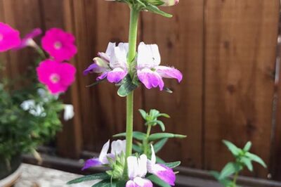 Chinese Houses: Purple Innocence Wildflowers in California