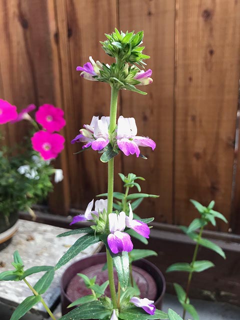 how to grow Chinese houses from seed to flower in a pet safe garden