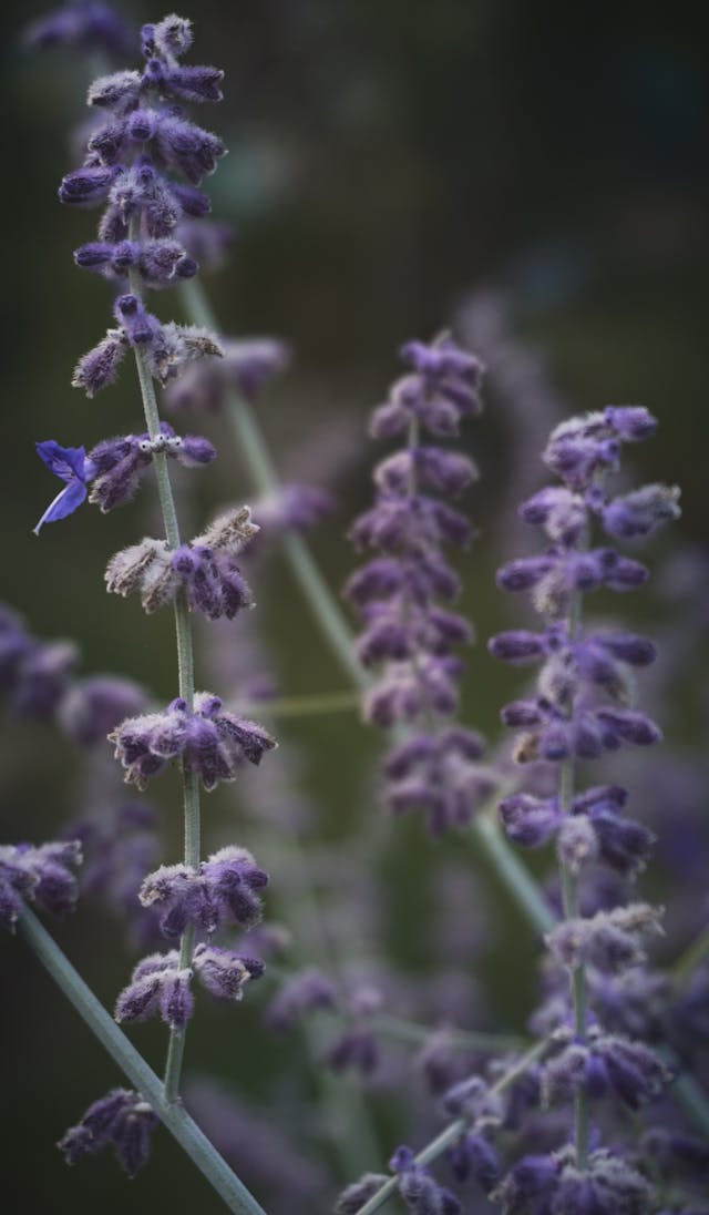 is purple salvia toxic or poisonous to dogs? No Salvia leucophylla aka purple sage is safe for dogs and cats