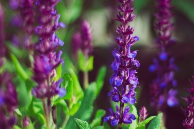 Purple Salvia Is Not Toxic or Poisonous to Dogs & Cats