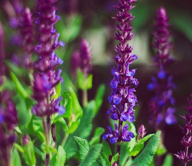 is purple salvia toxic or poisonous to dogs? No Salvia leucophylla aka purple sage is safe for dogs and cats