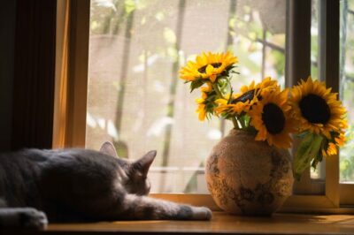 Sunflowers Are Safe Around Cats & Dogs