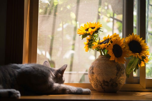 sunflowers safe for cats and dogs