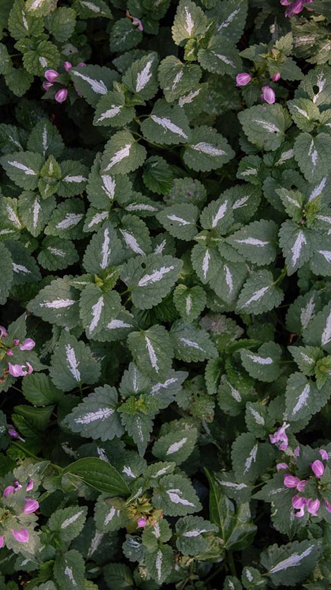 is spotted dead nettle poisonous to cats
is purple deadnettle harmful to dogs
