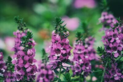 Pet Safe Angelonia Is Not Toxic to Dogs & Cats