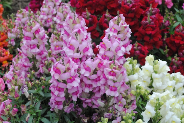 angelonia not toxic to pets and likes full sun over shade