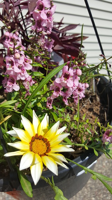 angelonia or summer snapdragons perennial comes back every year