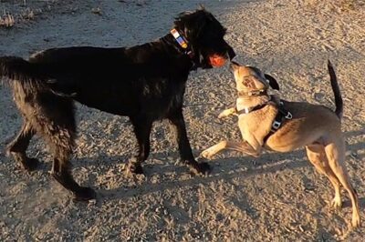 Best Off Leash Dog Friendly Parks Near Me Berkeley CA