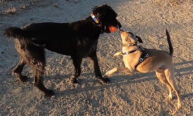 berkeley marina dogs allowed in center offleash area