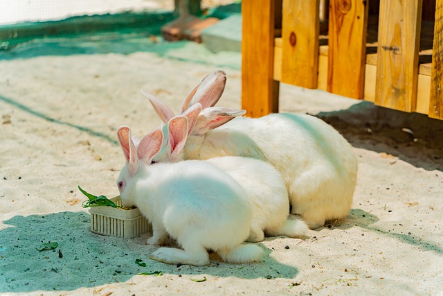 bonded pair of bunnies eating garden vegetables rabbits will eat