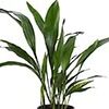 cast iron plant evergreen shrubs that withstand dog urine
