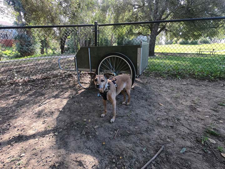 earl warren dog park lovie in front of cart