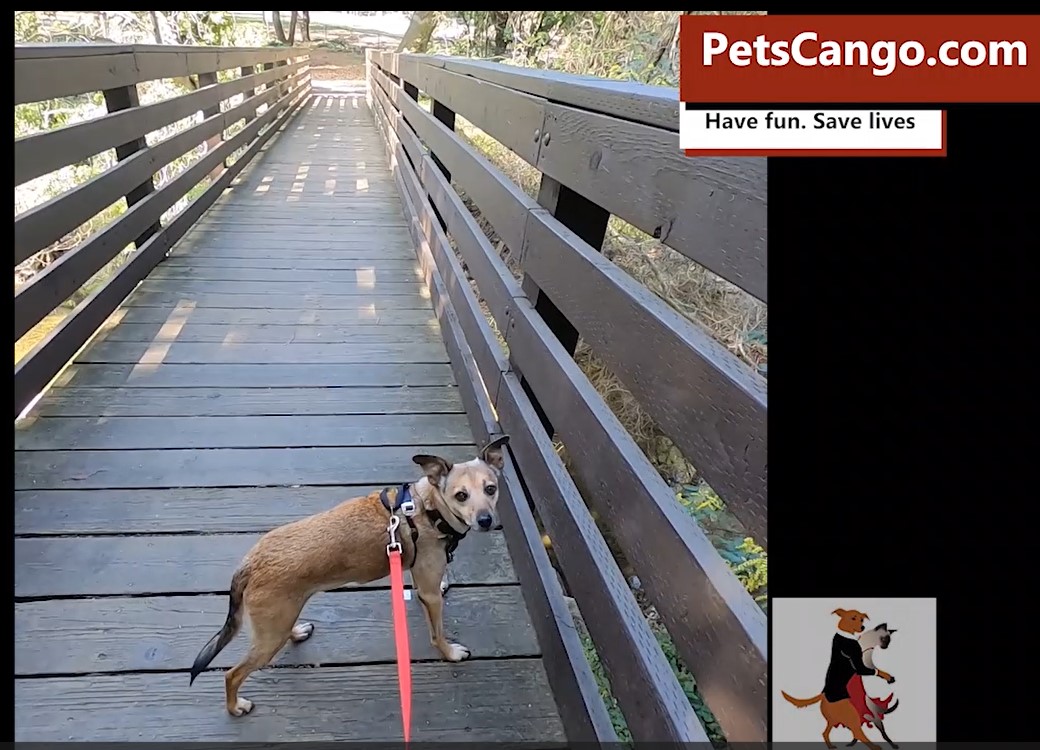 earl warren park lovie on bridge