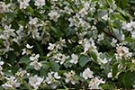 jasmin evergreen shrubs that withstand dog urine