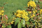 mahonia evergreen shrubs that withstand dog urine