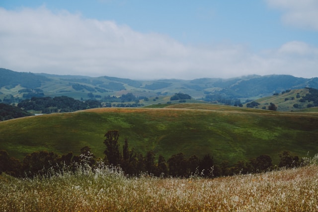 Petaluma Off Leash and Fenced Dog Parks Near Me