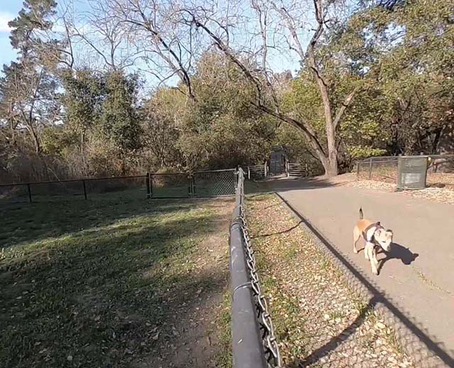 pinole valley park lovie on path between small and big dog areas