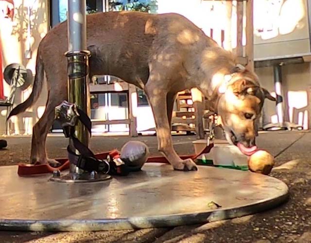 dog-friendly pizzeria tra vigne photo of lovie eating meatball