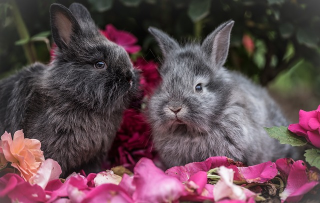 how to make a rabbit flower garden