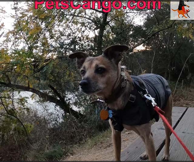 riverfront regional dog friendly park lovie on bench