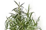 thyme evergreen shrubs that withstand dog urine