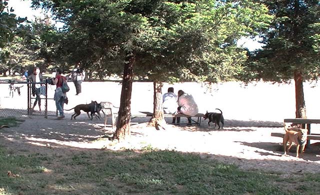 lower washington dog park alameda big dog area