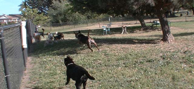 lower washington dog park alameda dogs running in big dog area