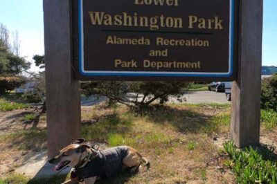 lovie the rescue dog in front of sign for lower washington dog park in alameda ca