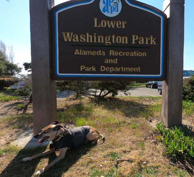 lovie the rescue dog in front of sign for lower washington dog park in alameda ca