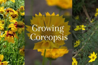 Is Tickseed Coreopsis Toxic to Dogs & Cats: ASPCA Pet Safety Tips