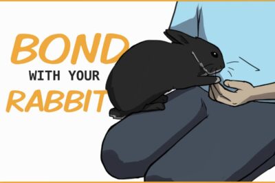 Best Ways to Socialize a Rabbit & Bonding Tips to Make Bunny Comfortable with People