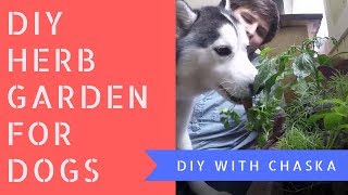 Best Indoor Herbs for Pets & Year-Round Herb Garden Tips