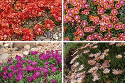 Delosperma Echinatum | Ice Plant: Toxicity & Safety for Cats, Dogs & Rabbits