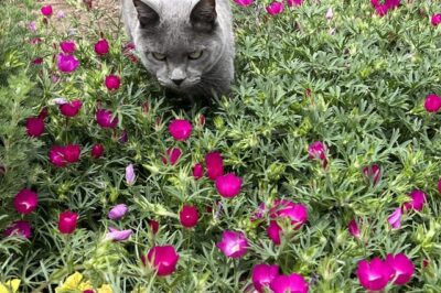 Rose & Globemallow Toxic or Safe for Dogs & Cats: Pet Friendly Mallow Varieties