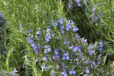 Rosemary Safe or Toxic for Cats & Dogs: Pets Can Eat & Be Around Its Scent