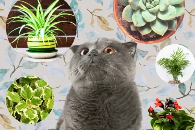 Are Blue Echeveria Plants Toxic to Cats & Dogs: Sunlight, Growth & Pet Safety Tips