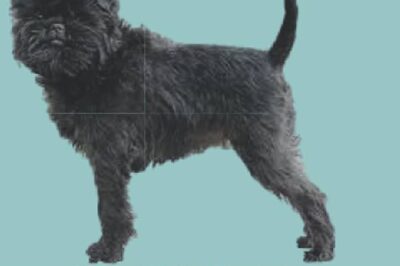 How to Socialize an Affenpinscher Rescue Dog