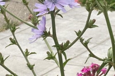 Growing Chicory in Pet-Friendly Container Gardens