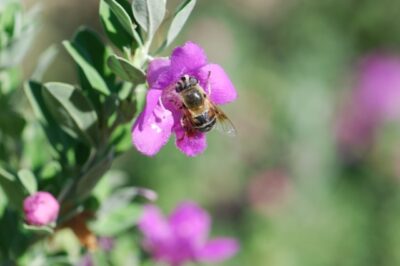 Is Texas Sage Good for Attracting Bees or Poisonous to Dogs & Cats