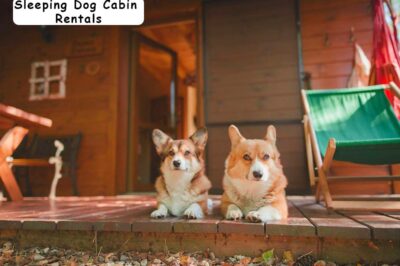 Pet-Friendly Travel Tips: Success in Vacation, Cabin & Beach Rentals