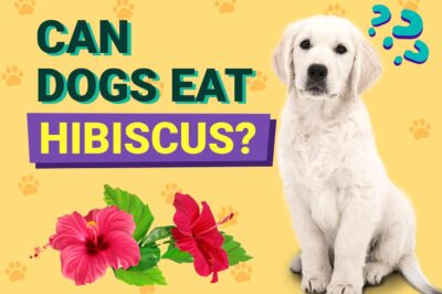 Are Hibiscus Moscheutos Poisonous to Cats & Dogs: Pet Safety, Flower Ingestion & Care Tips