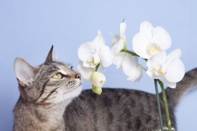 Orchid Care with Pets: Why Indoor Cats Love This House Plant Inside & Out