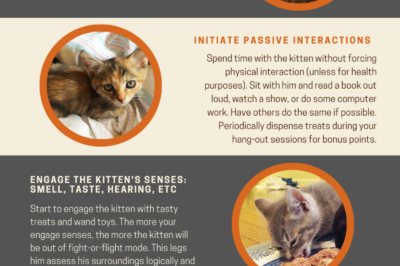 Socializing & Befriending Feral Kittens: Duration & Steps at Different Ages