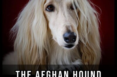 Does Attitude & Intelligence Make Afghan Hounds Hard to Train & Get Along with Other Dogs