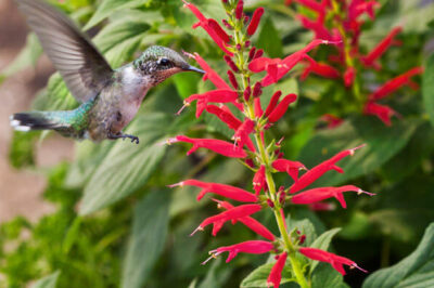 Is Pineapple Sage Toxic or Safe for Cats & Dogs, Do Rabbits Eat It Raw