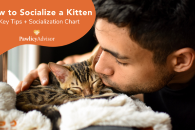 How to Socialize a Kitten: Time, Signs & Dealing with Unsocialized Kittens