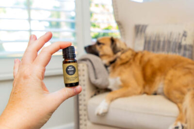 Pet Safe Essential Oils for Dogs, Cats, Rabbits & Birds in Your Pet-Friendly Household