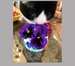 Pansies in Pet-Friendly Container Garden: Cats, Dogs & Rabbit Safety